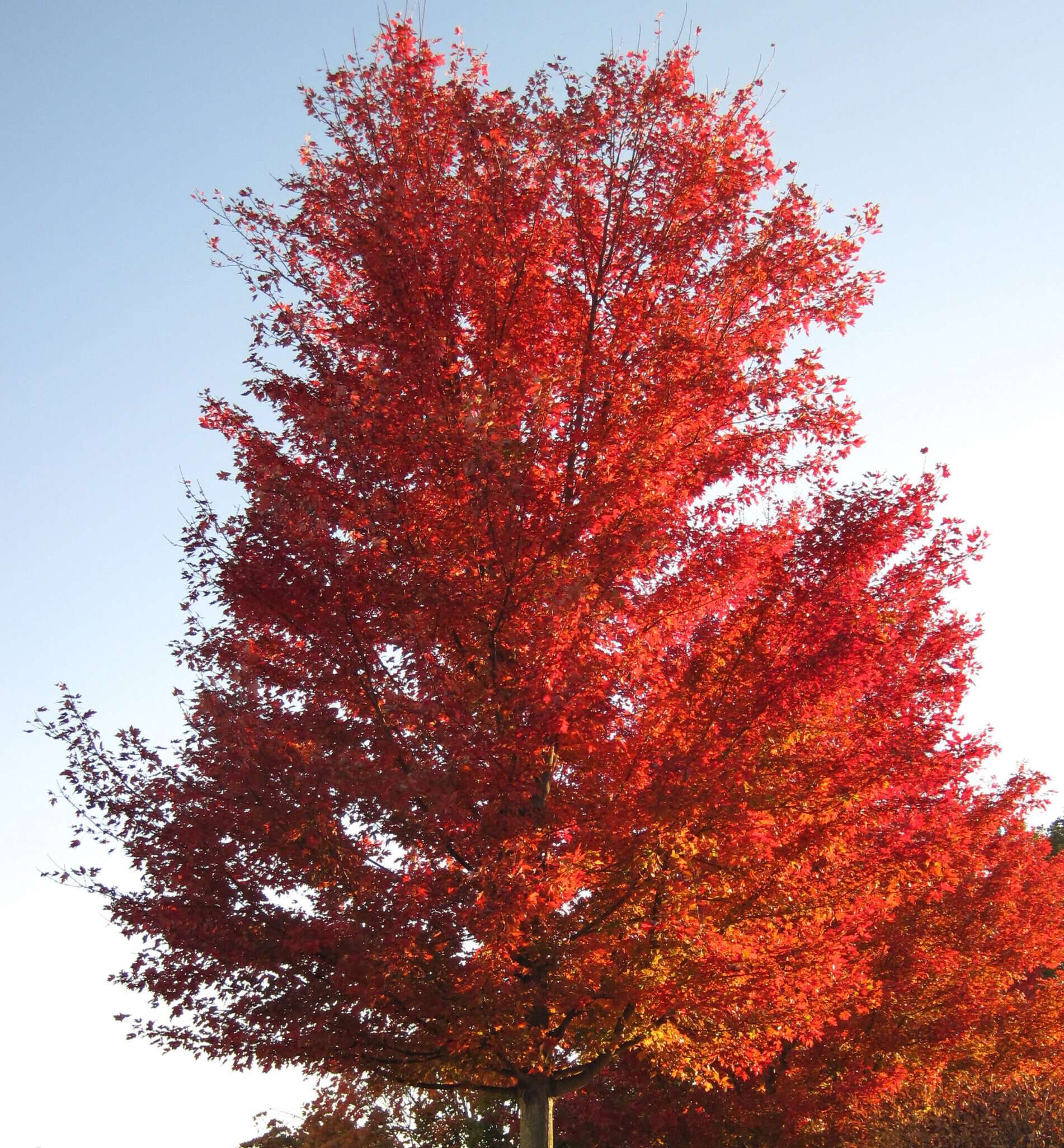 Red maple