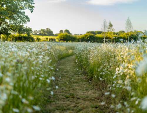 Managing Your Wildflower Meadow