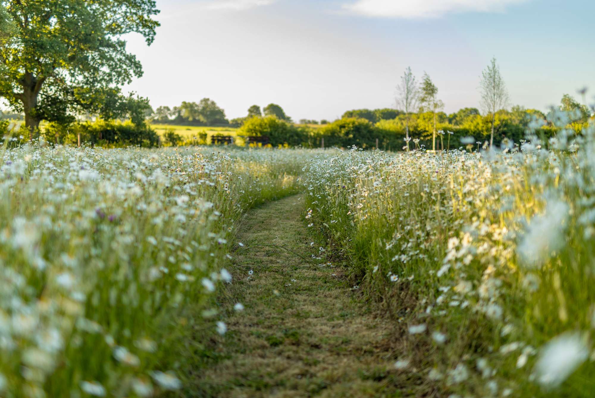 Wildflower meadow