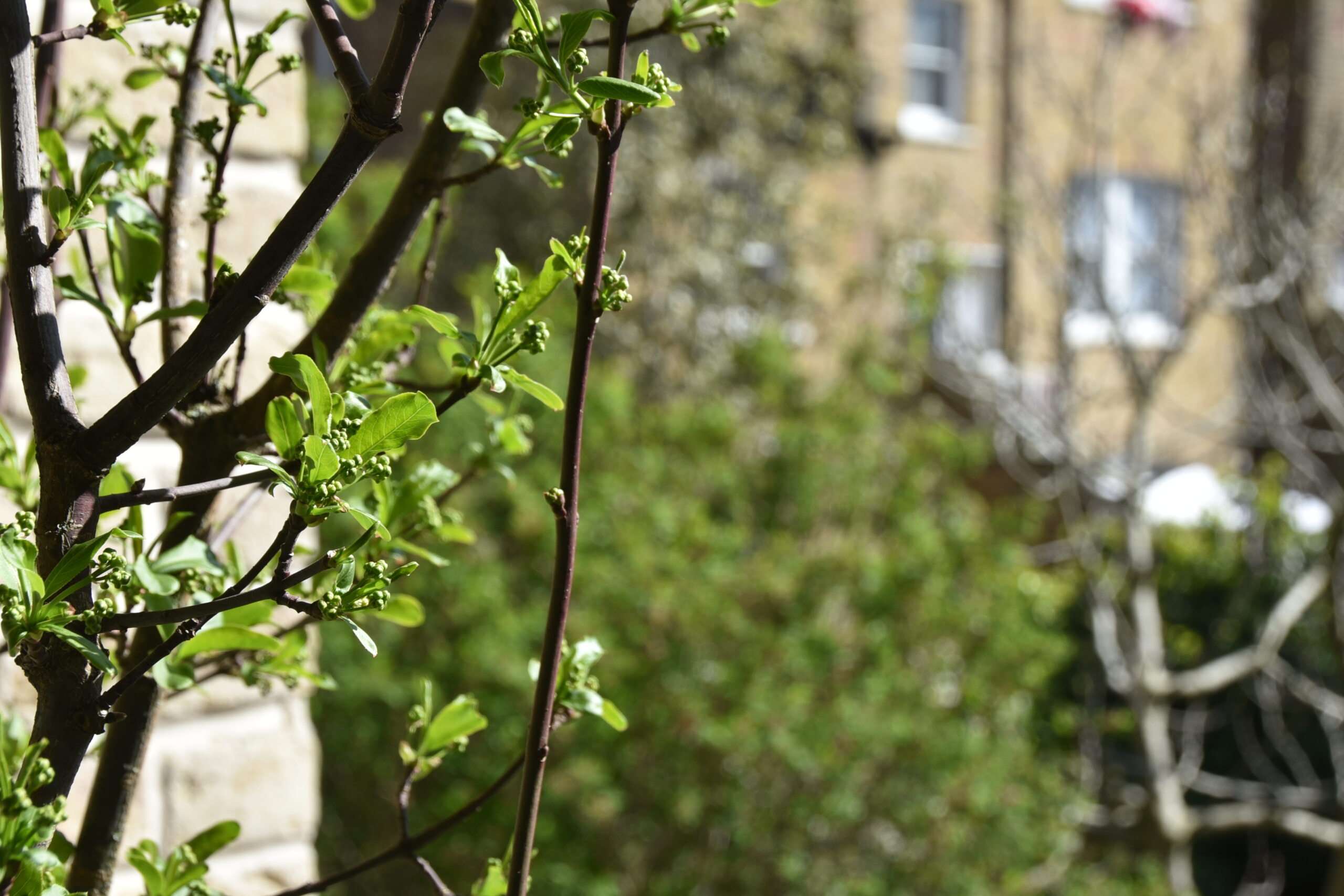 A Diverse City Garden – Nicholsons Garden Design A Diverse City Garden - Nicholsons Garden Design