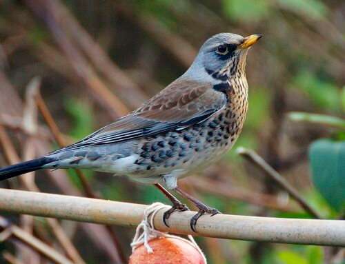 Winter Bird Species