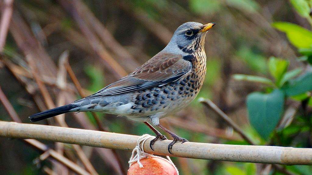 Fieldfare