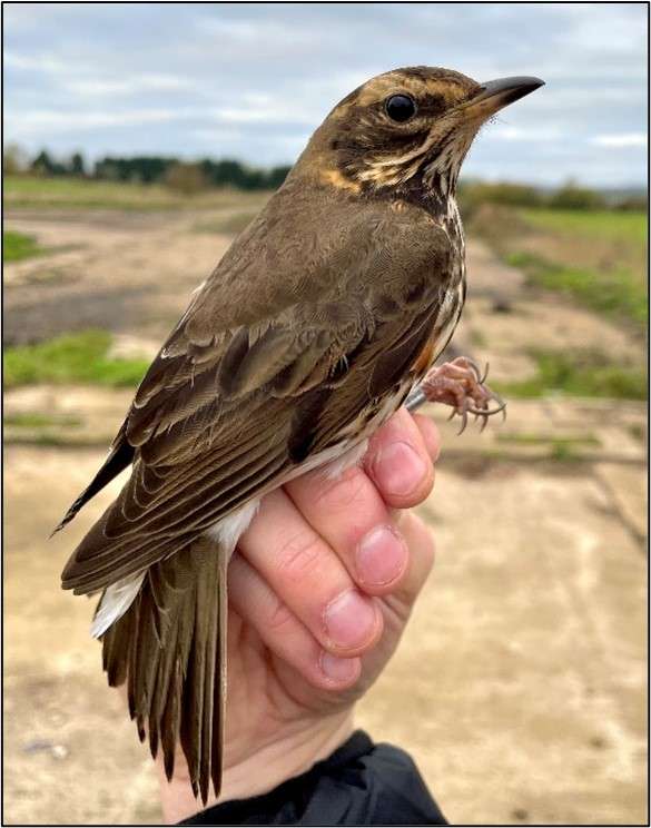 Redwing