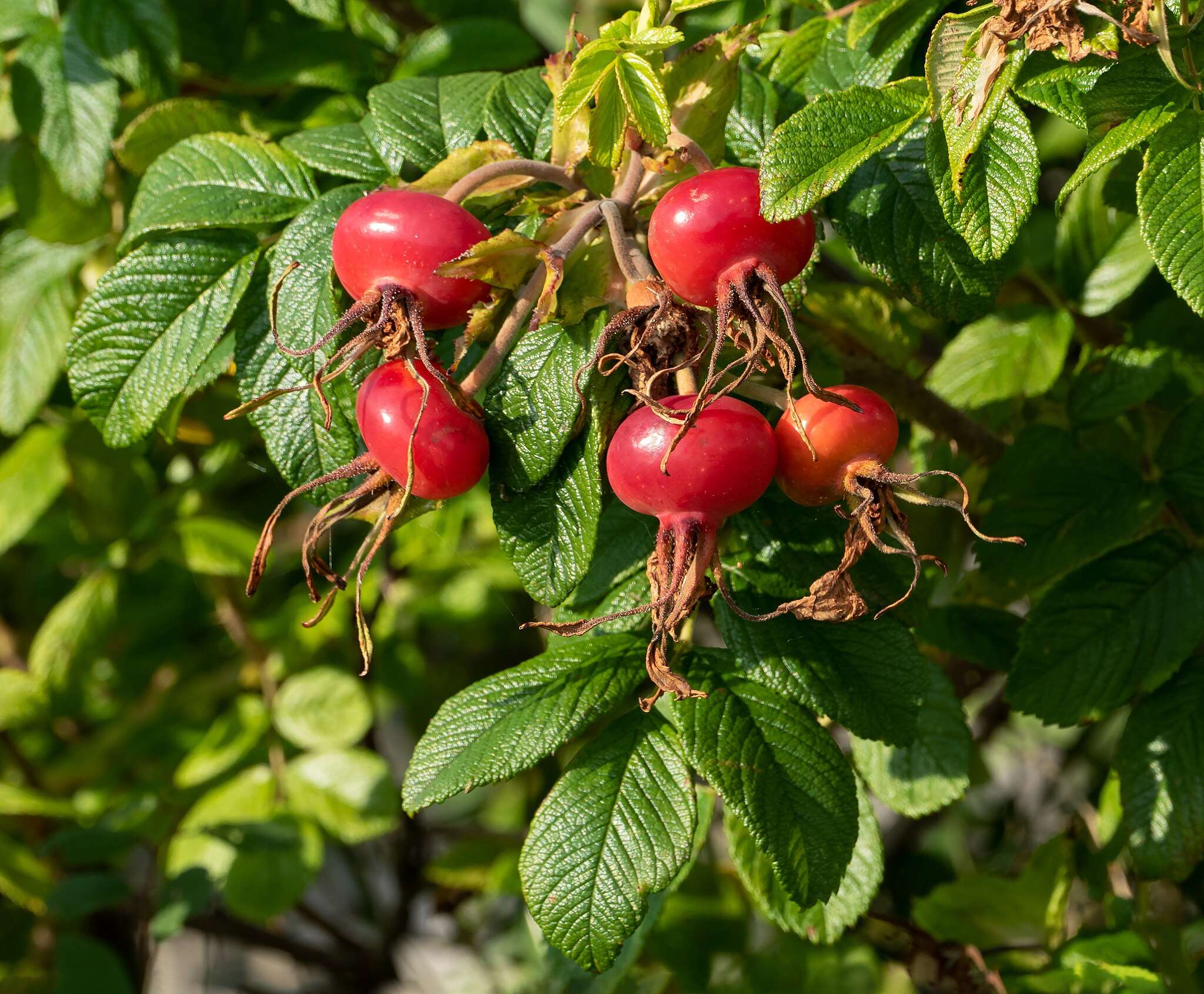 Rosehip 1
