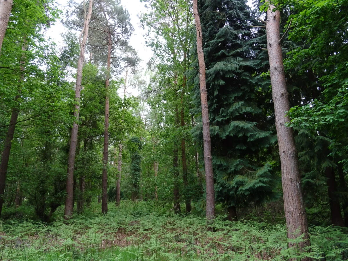Scots-pine