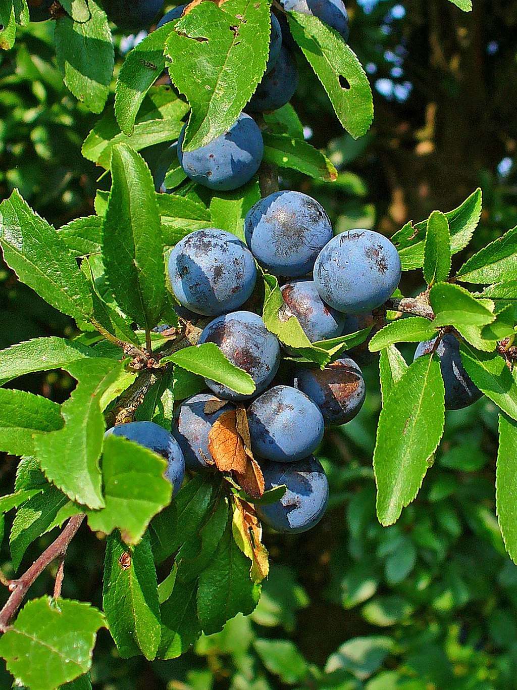 Sloeberry 1