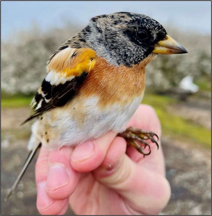 brambling