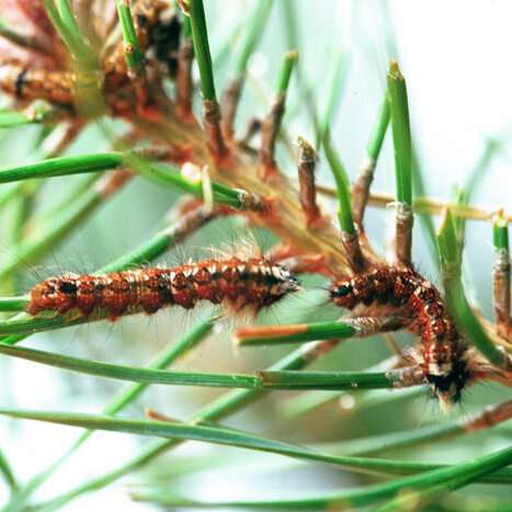 pine tree lappet moth caterpillar