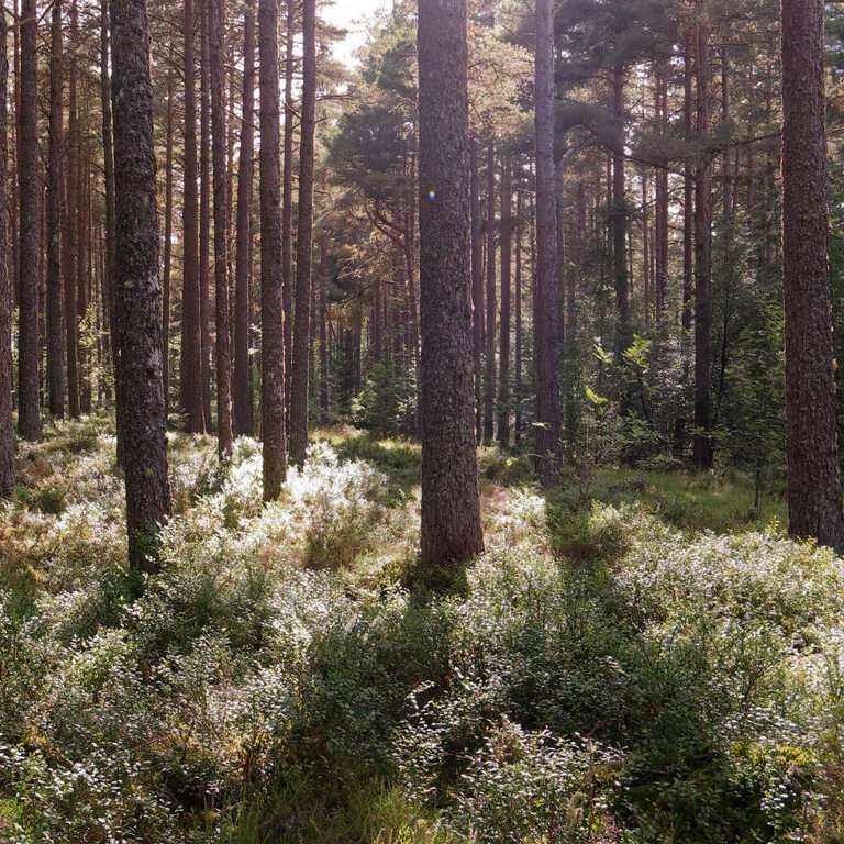scots pine 5
