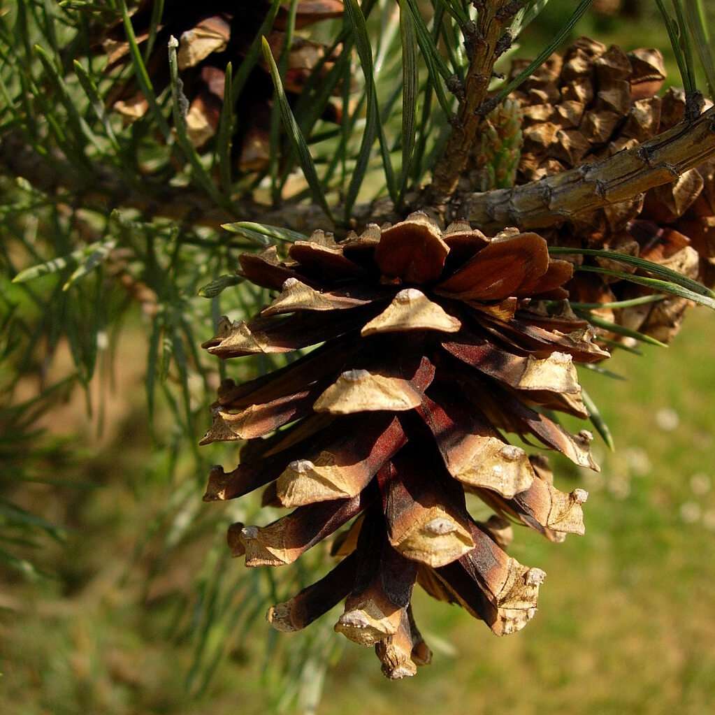 scots pine cone