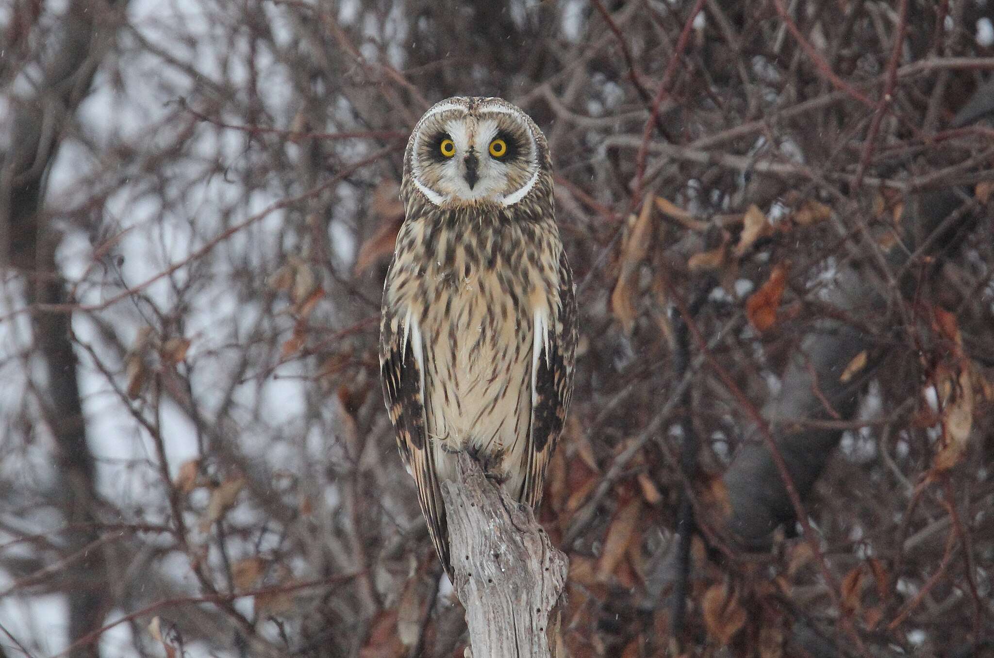 short-eared owl
