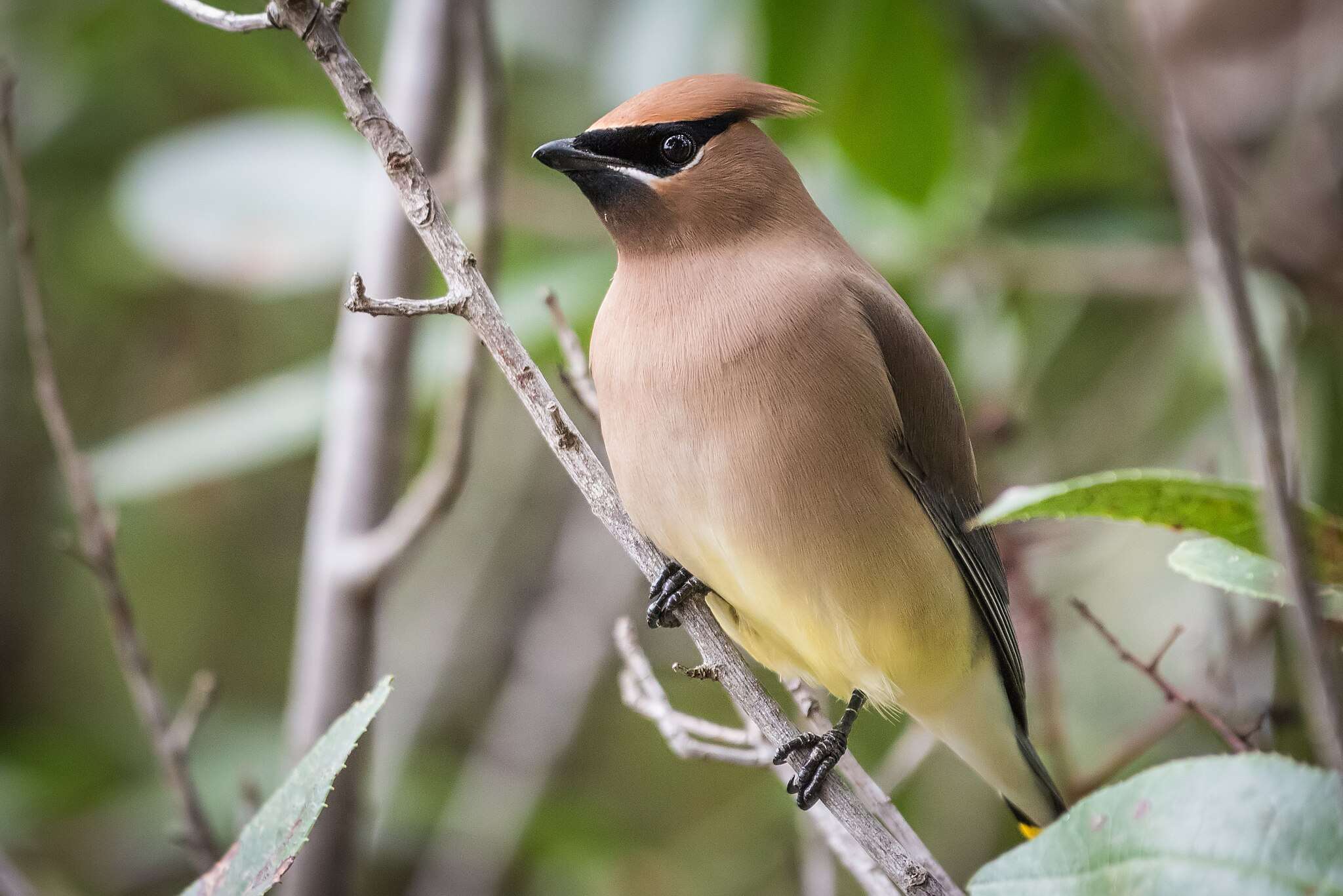 waxwing
