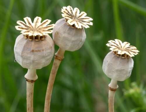 Seed Heads for all Seasons