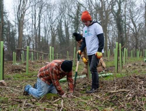 A Woodland Restoration Case Study