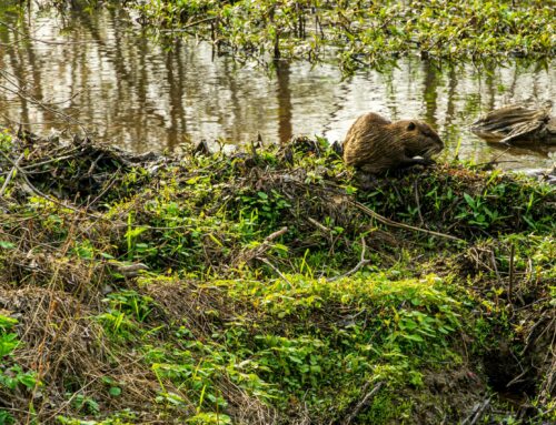 Using Beavers to Benefit Ecosystem Health