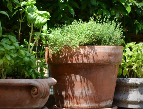 A Care Guide For Potted Plants