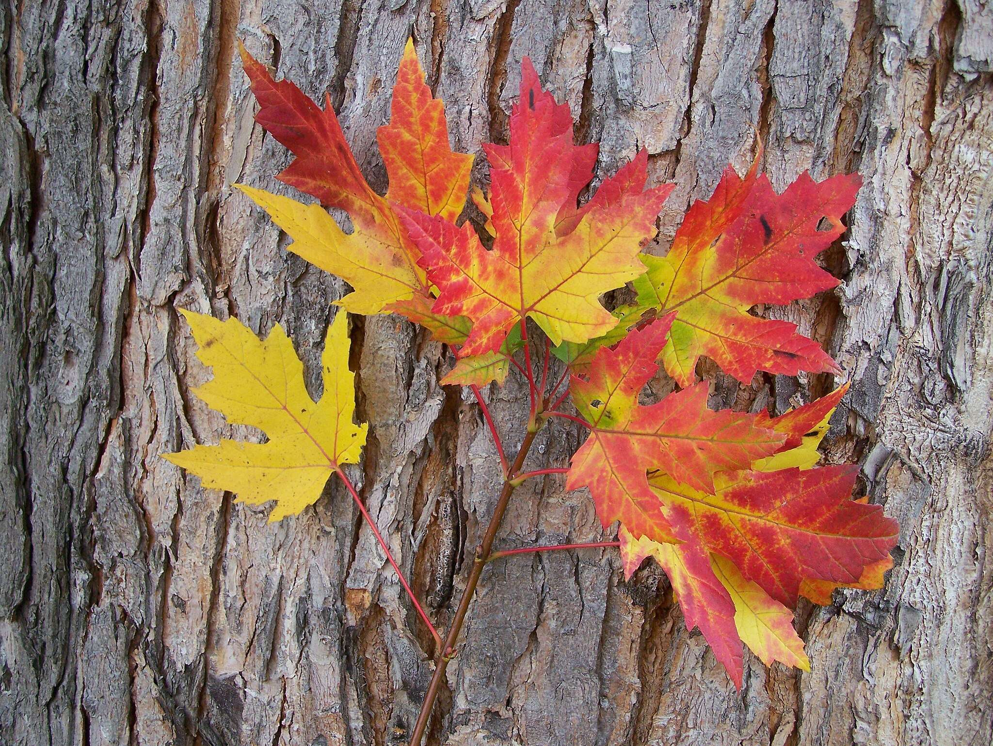 silver maple leaves