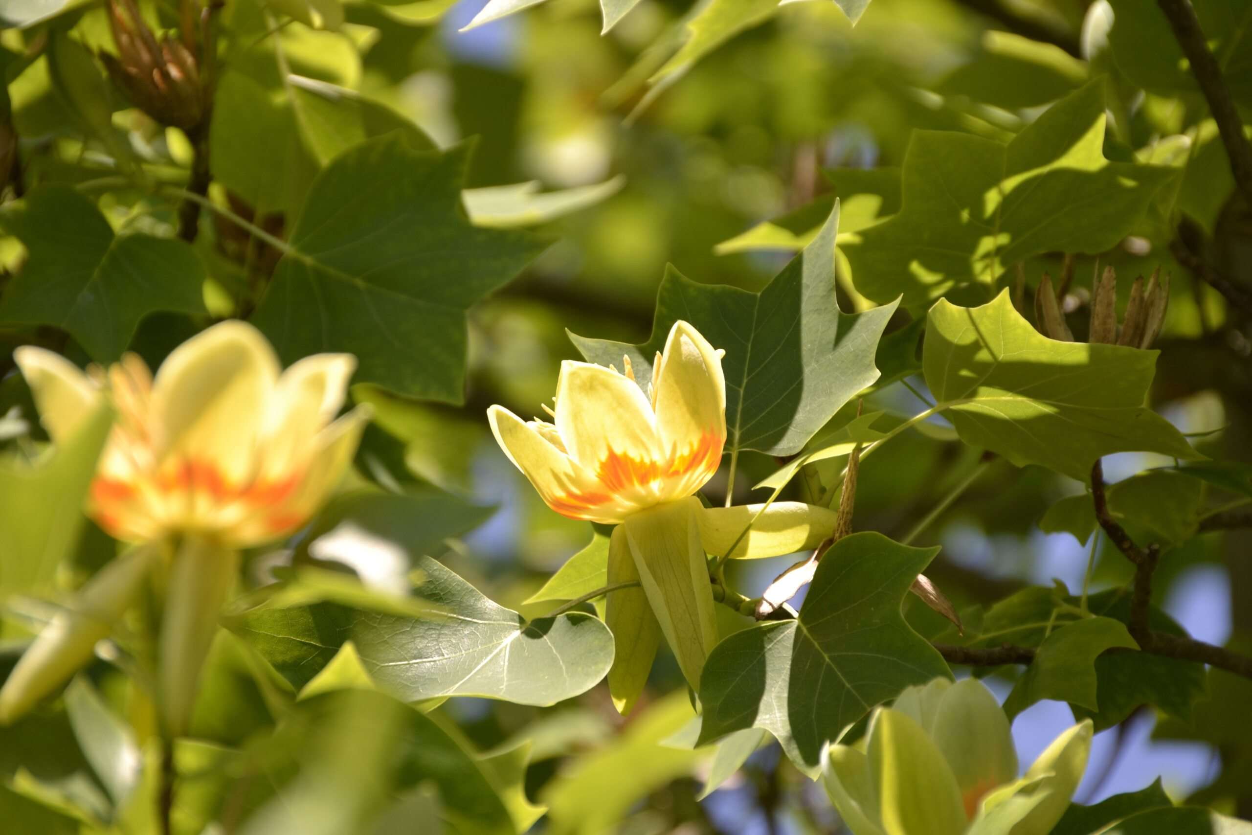 tulip tree