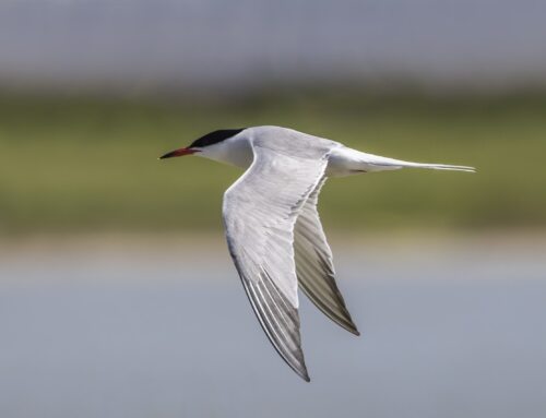 Bird Species in Spring Migration