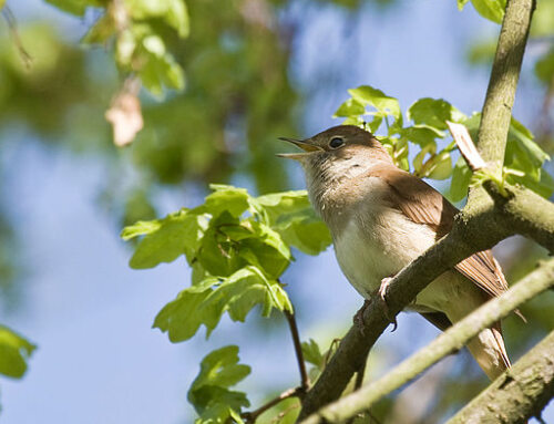 Bird Species in Spring Migration