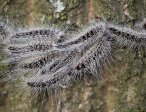 Protecting Our Oak Trees: Understanding and Managing Oak Processionary Moth (OPM)