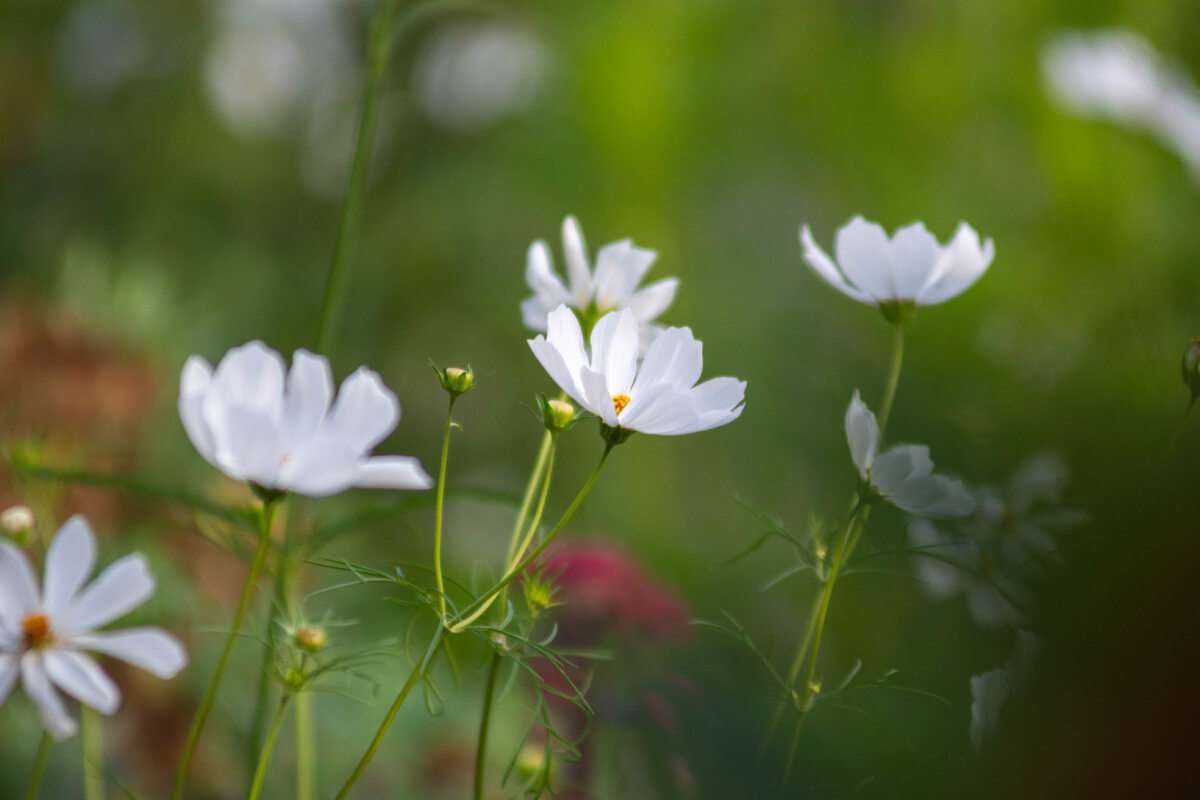 The Secret Language of Flowers