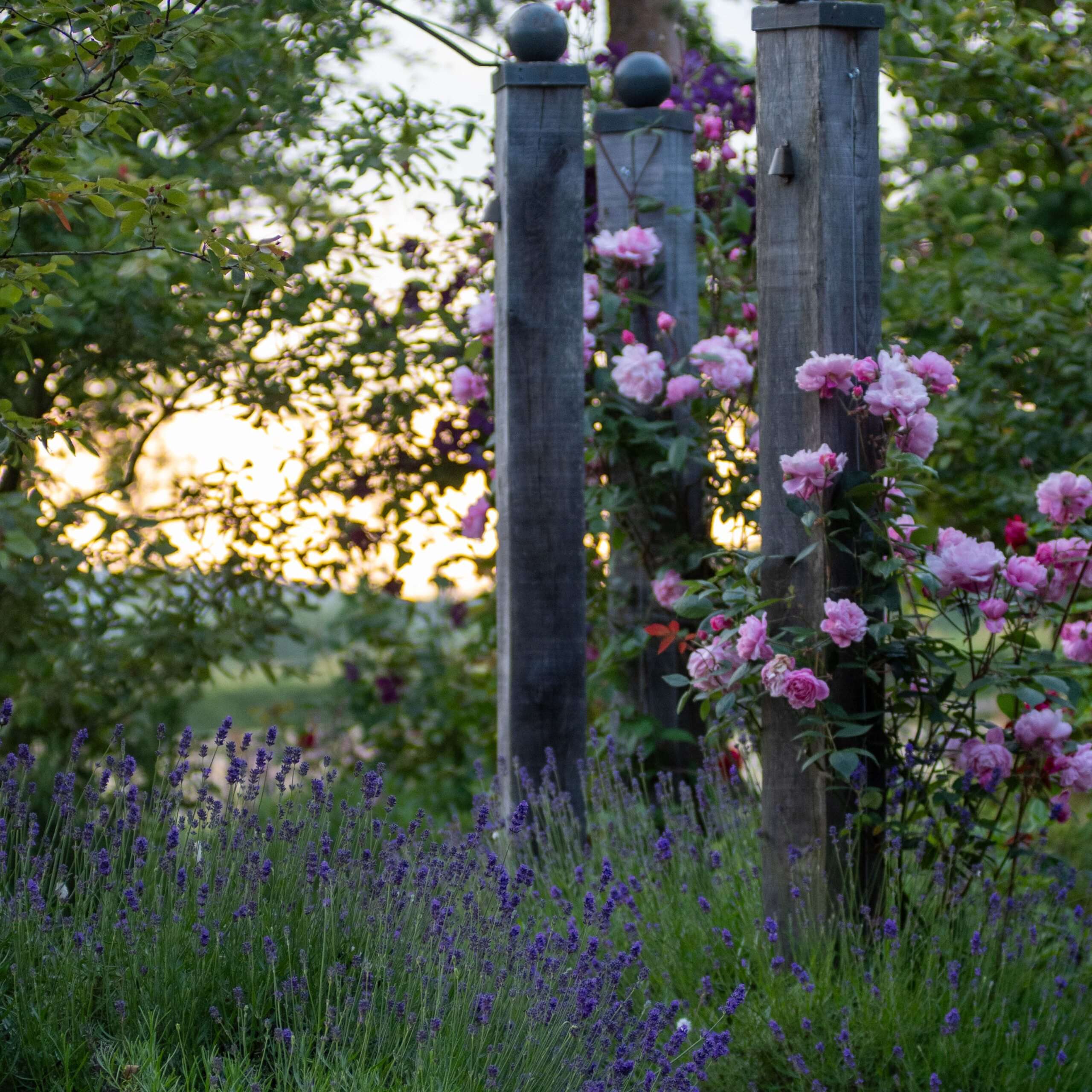 TG5_8461 Nicholsons Gardens