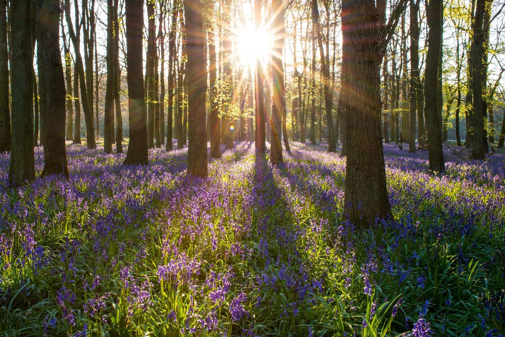 Nicholsons Forestry