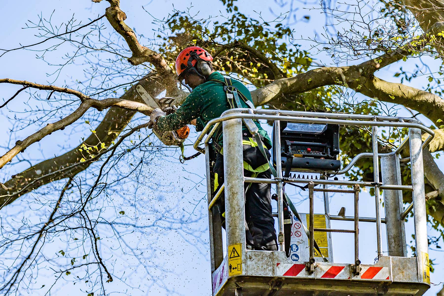 Nicholsons Tree Surgery