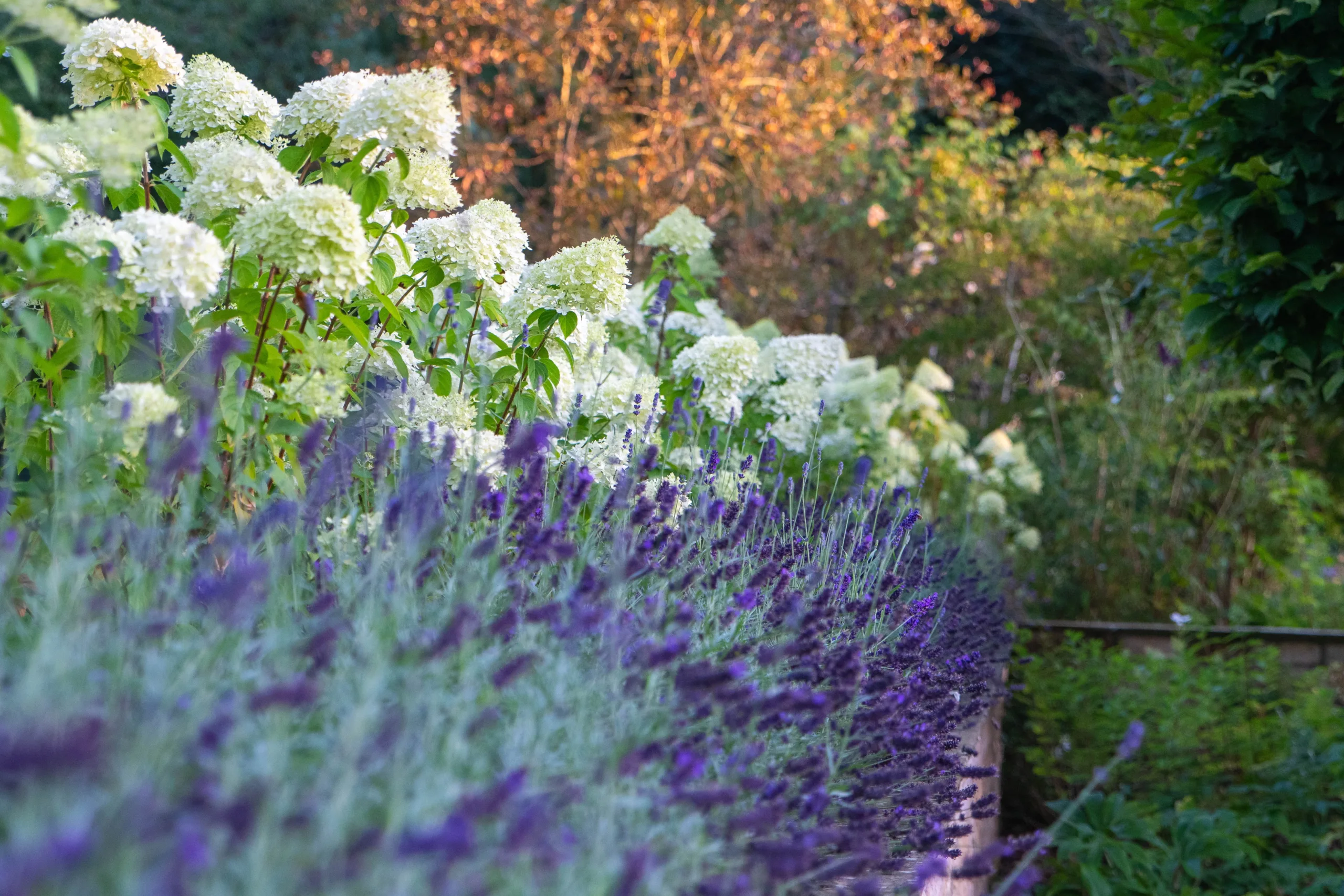 Vibrant planting schemes in the Oxfordshire garden design by Nicholsons