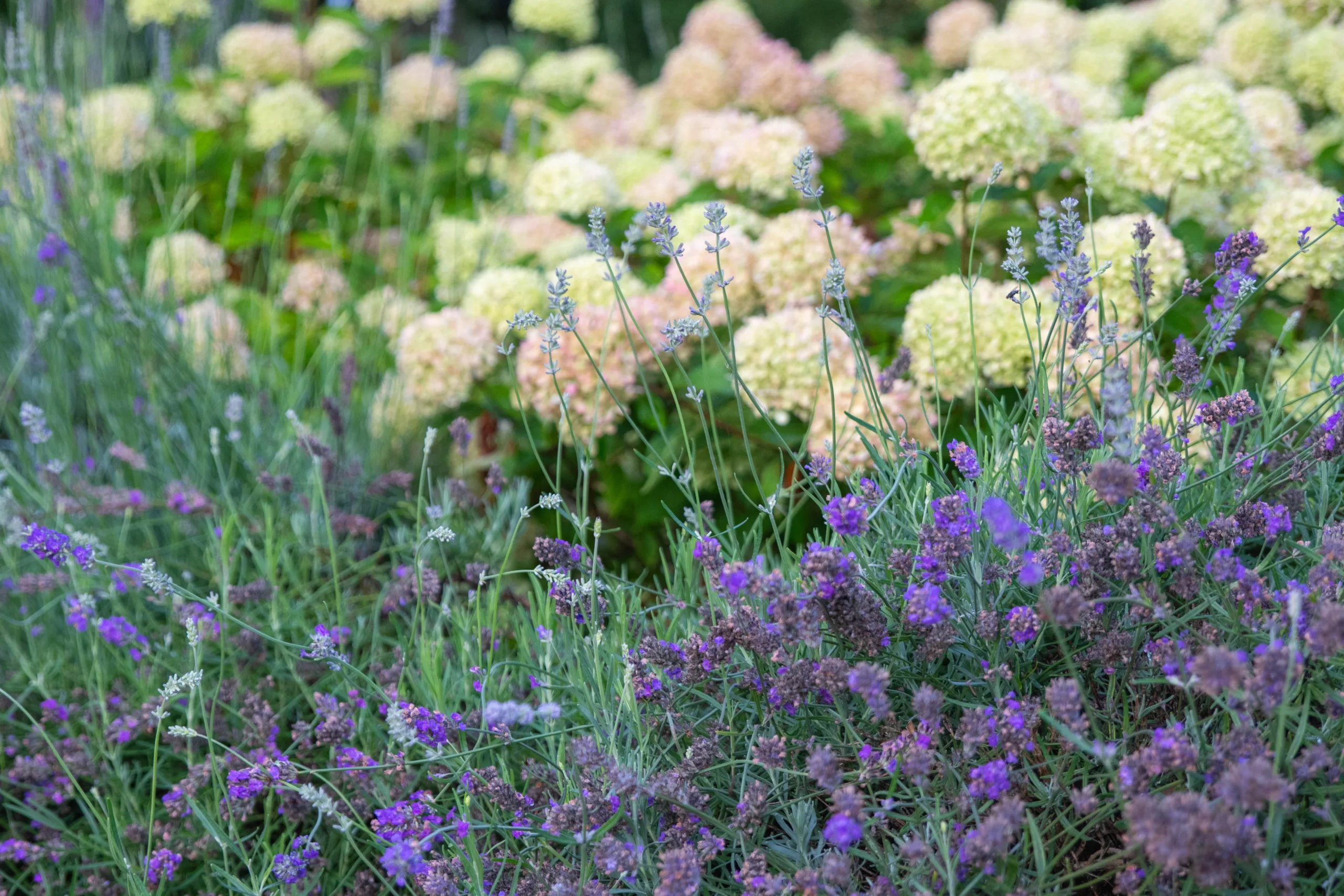 Oxfordshire farmhouse garden design featuring ornamental planting and meadows