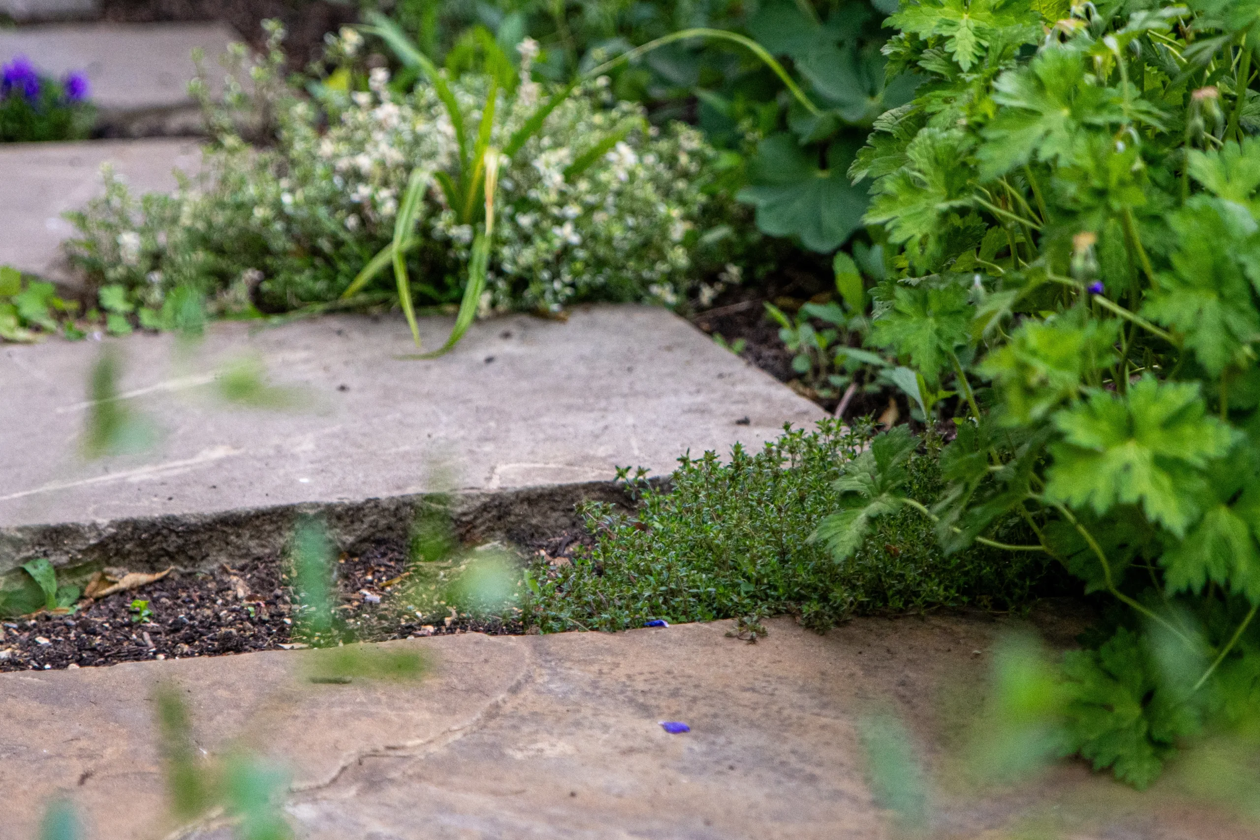 Evening lighting in woodland garden highlighting trees and textures