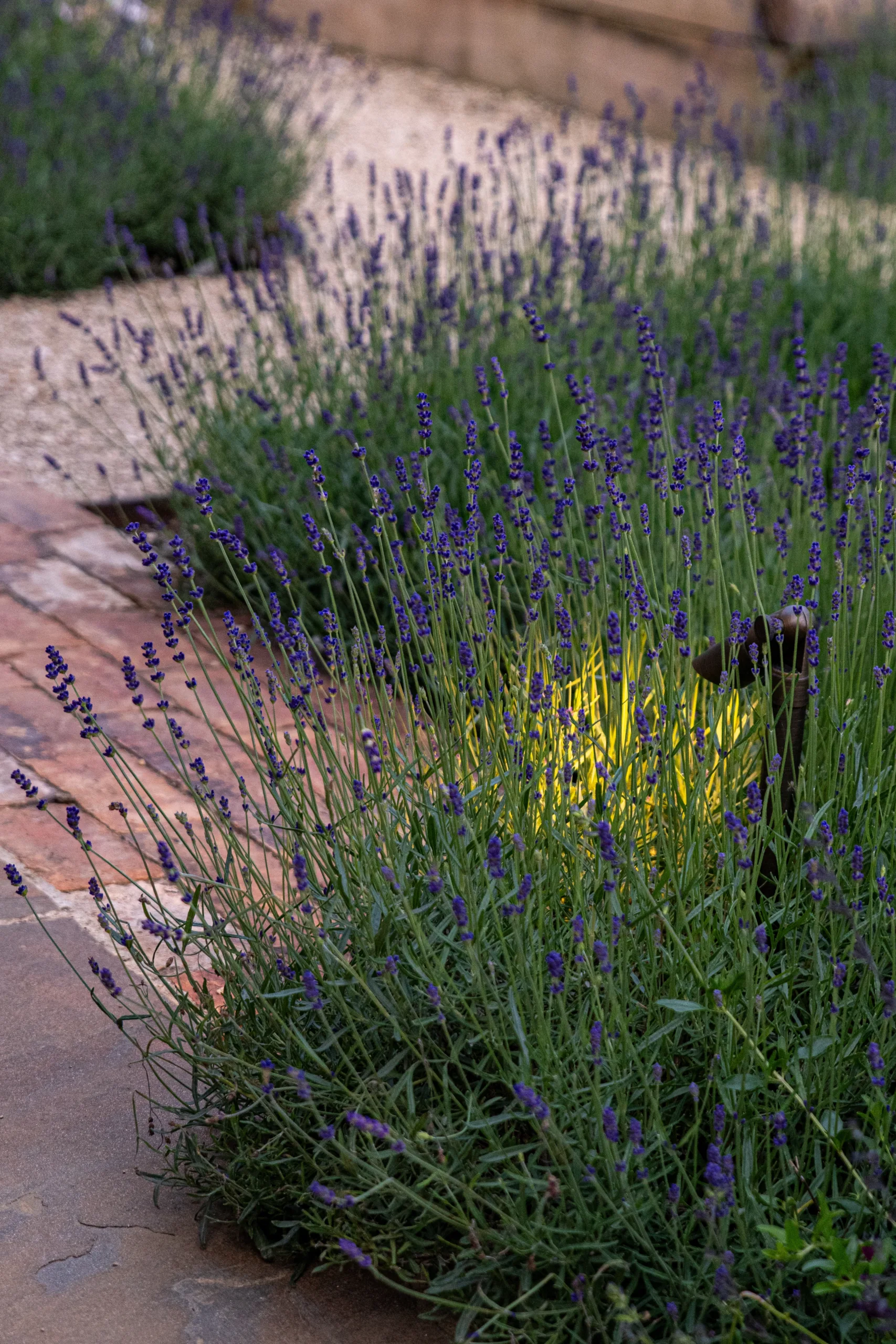 Natural planting design in woodland family garden in Beaconsfield