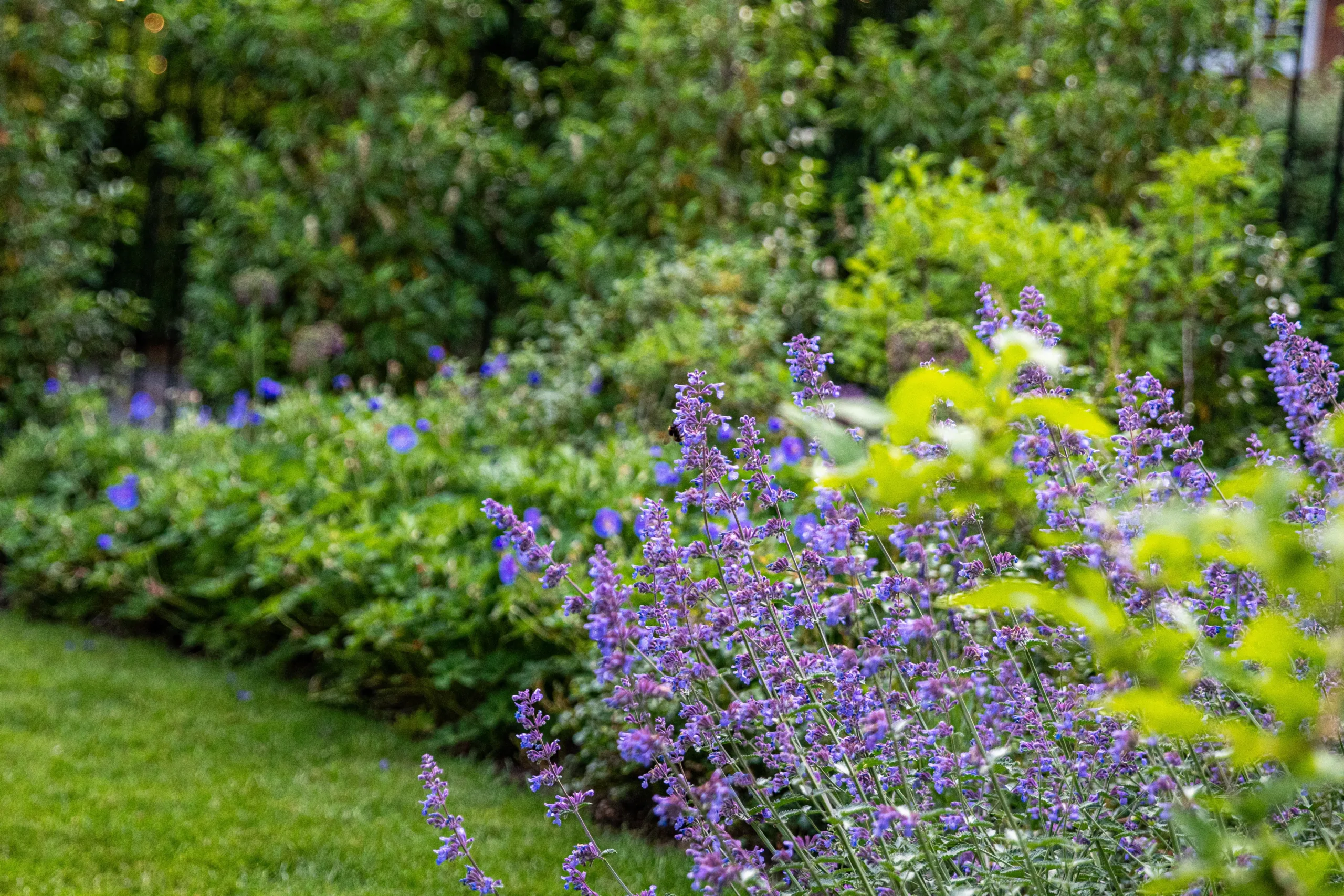 Pathway through trees in woodland family garden in Beaconsfield