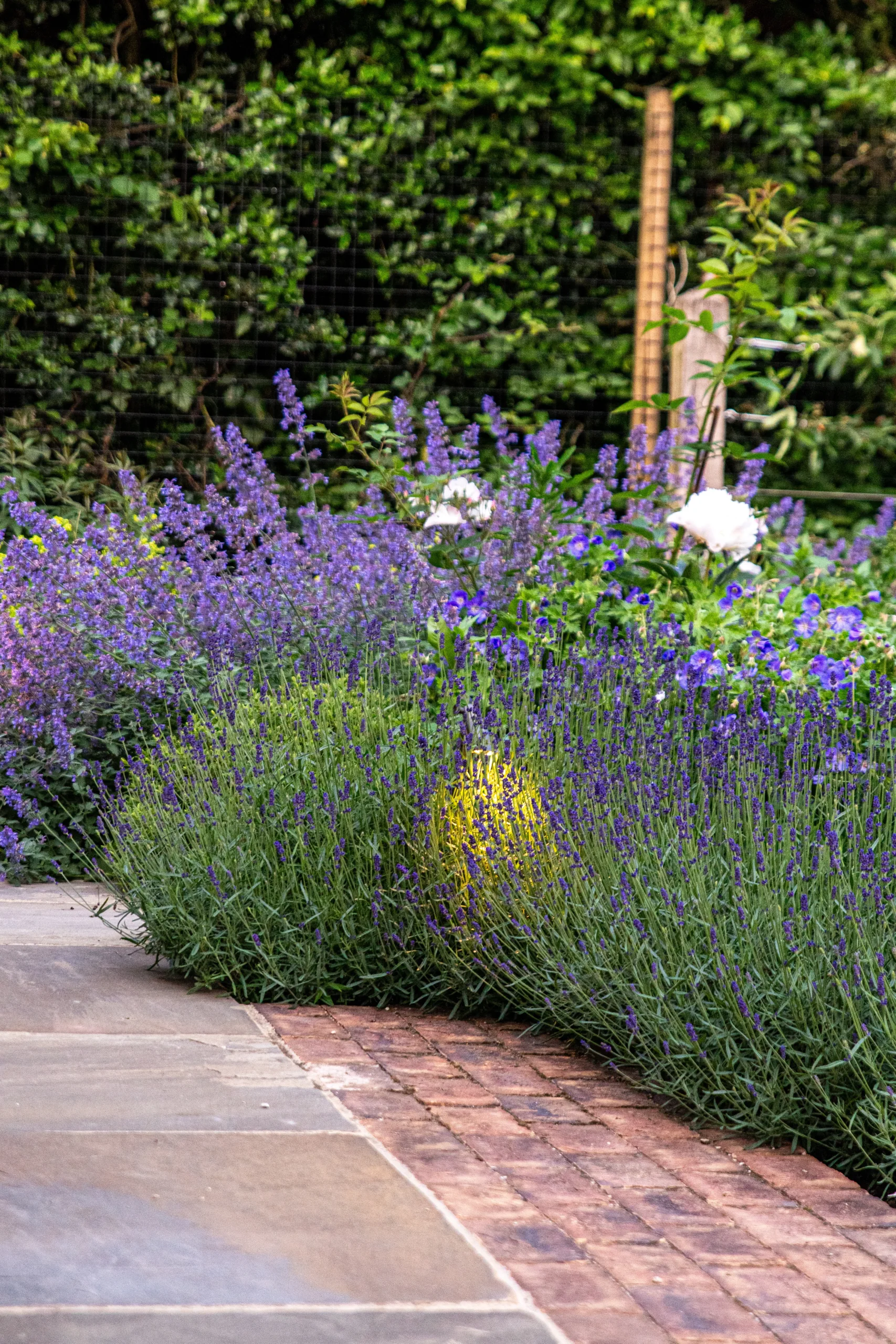 Contemporary new build garden with naturalistic woodland style