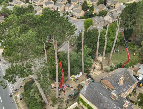 Sensitive Removal of TPO-Protected Trees: Assessment, Consultation and Controlled Execution