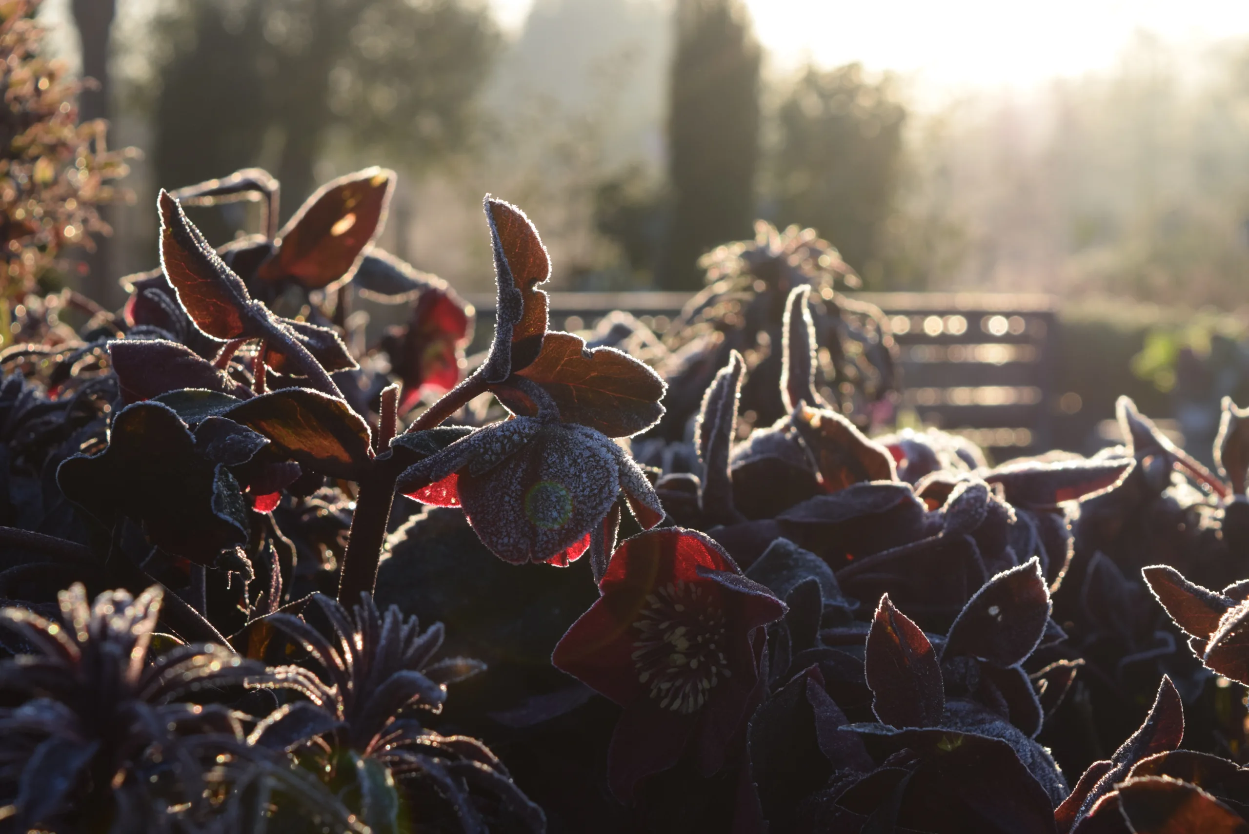 Hellebores flowering in winter, perfect to refresh your garden planting for 2026.