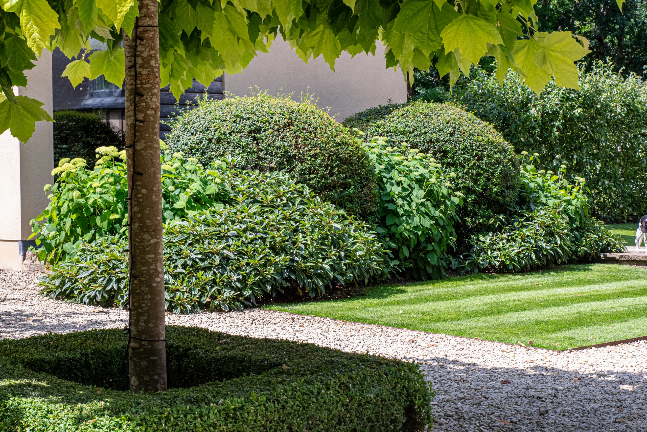 Evergreen shrubs adding structure to refresh your garden planting for 2026.