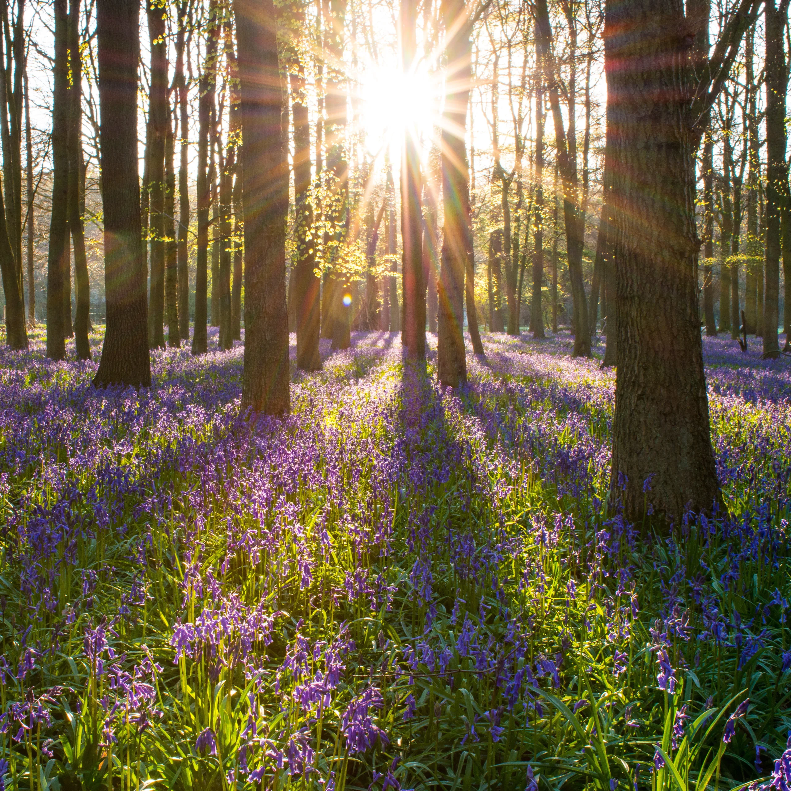 Managed woodland area showcasing healthy trees and sustainable land care.