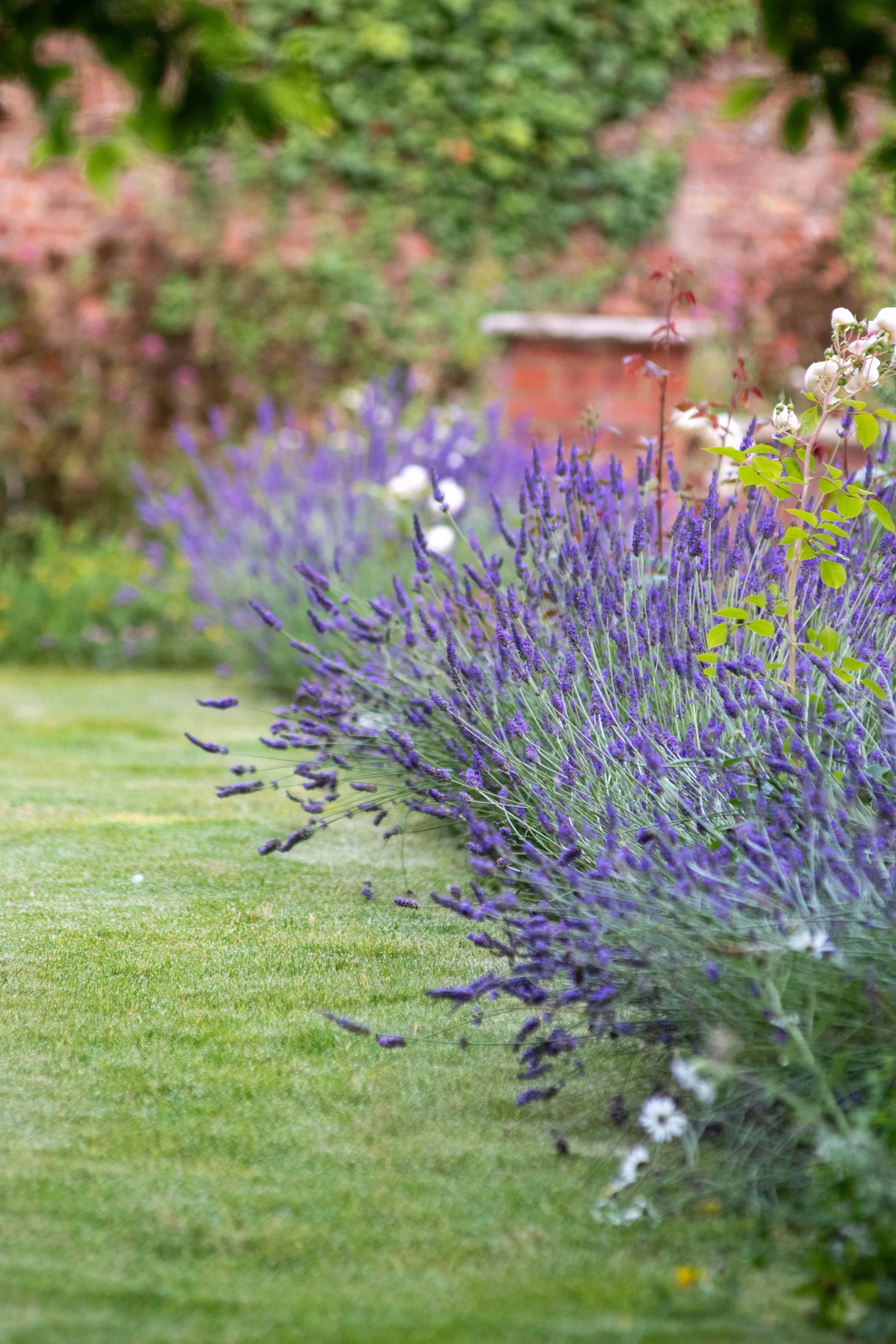 Well‑maintained garden showcasing professional care and regular upkeep.