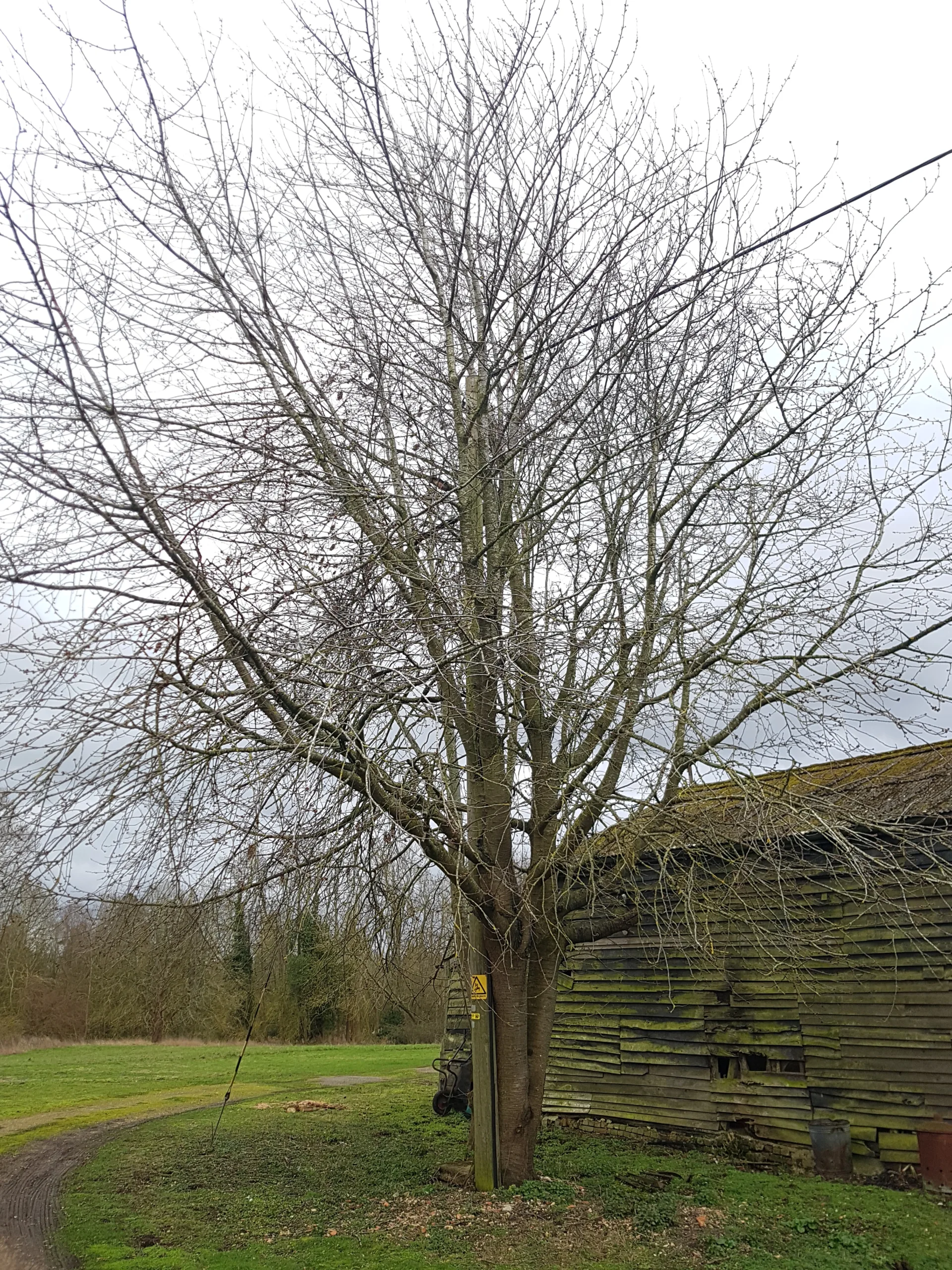 Arborist completing Eltisley Estate tree risk management survey.