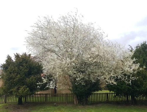 R H Topham and Sons: Tree Risk Management