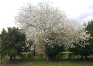 Mature trees assessed during Eltisley Estate tree risk management programme.