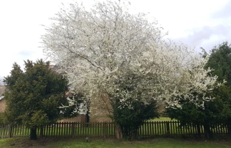 Mature trees assessed during Eltisley Estate tree risk management programme.