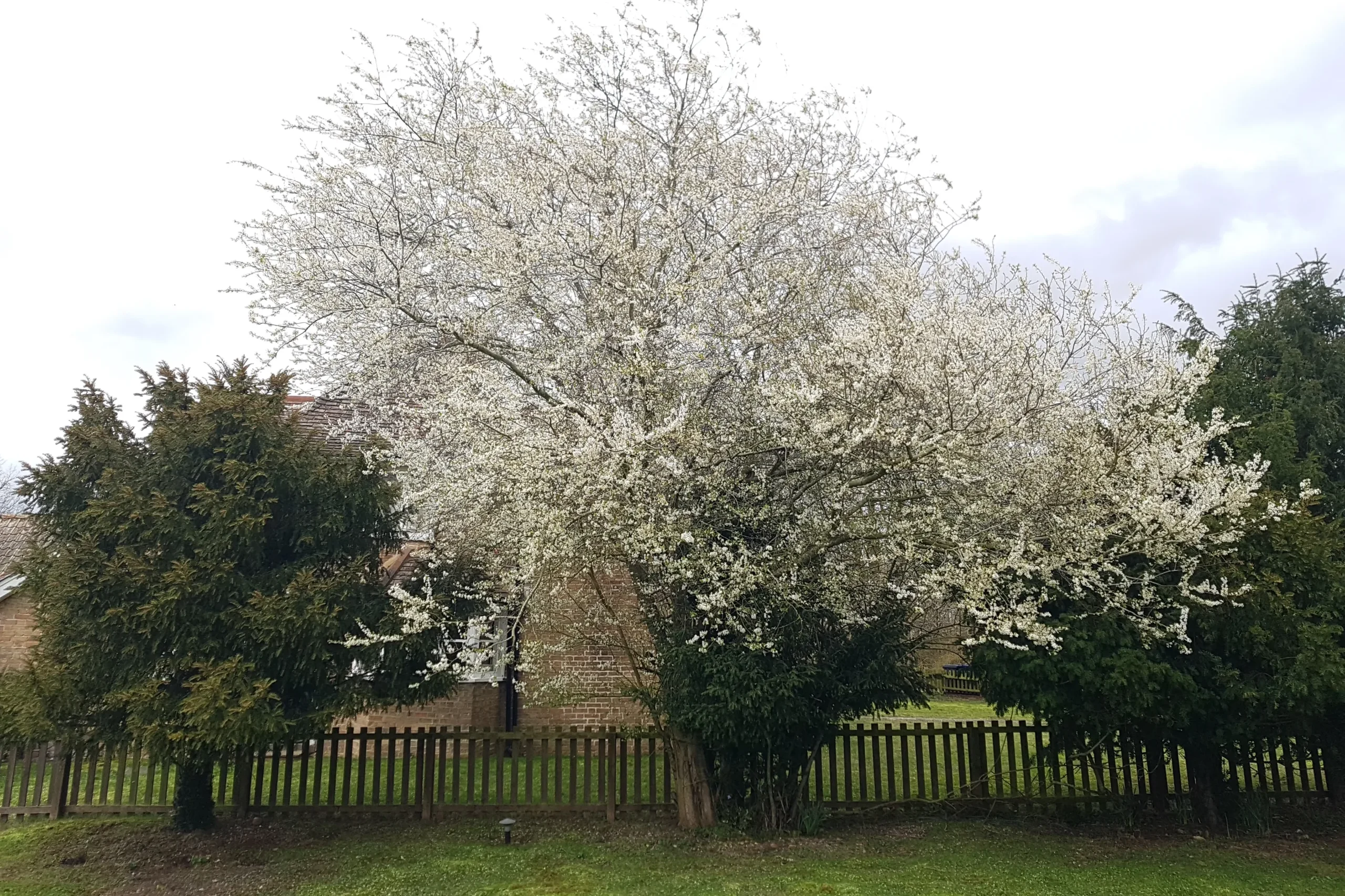 Mature trees assessed during Eltisley Estate tree risk management programme.