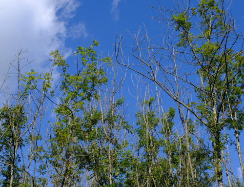 Ash Dieback in the UK: What it means for trees, landscapes and landowners