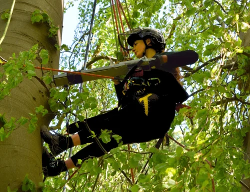 Meet the Green Team: Sophia’s Journey into Arboriculture at Nicholsons