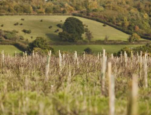 Climate-Resilient Woodlands: How to Plant and Manage Forests for the Next Century
